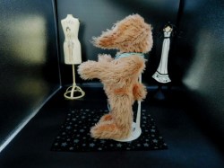 katz rabbit side